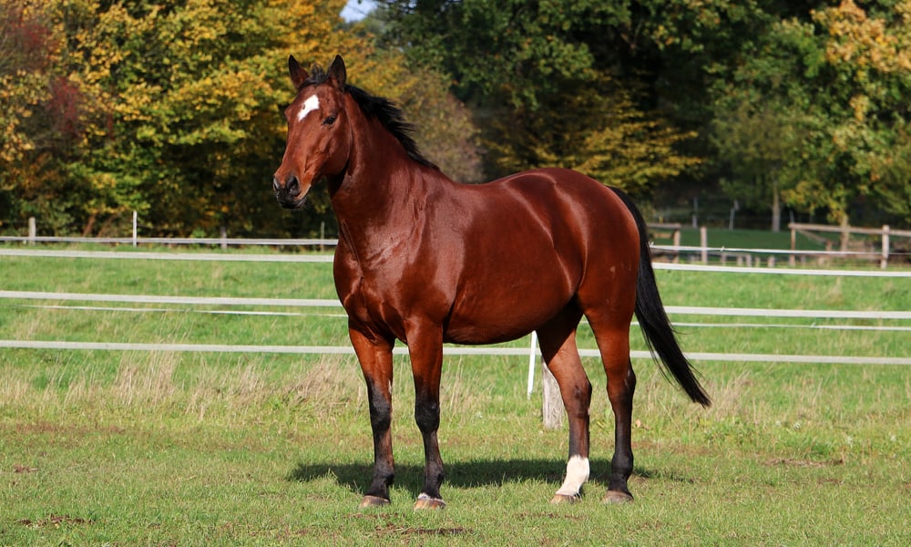 Quarter Horse Origin