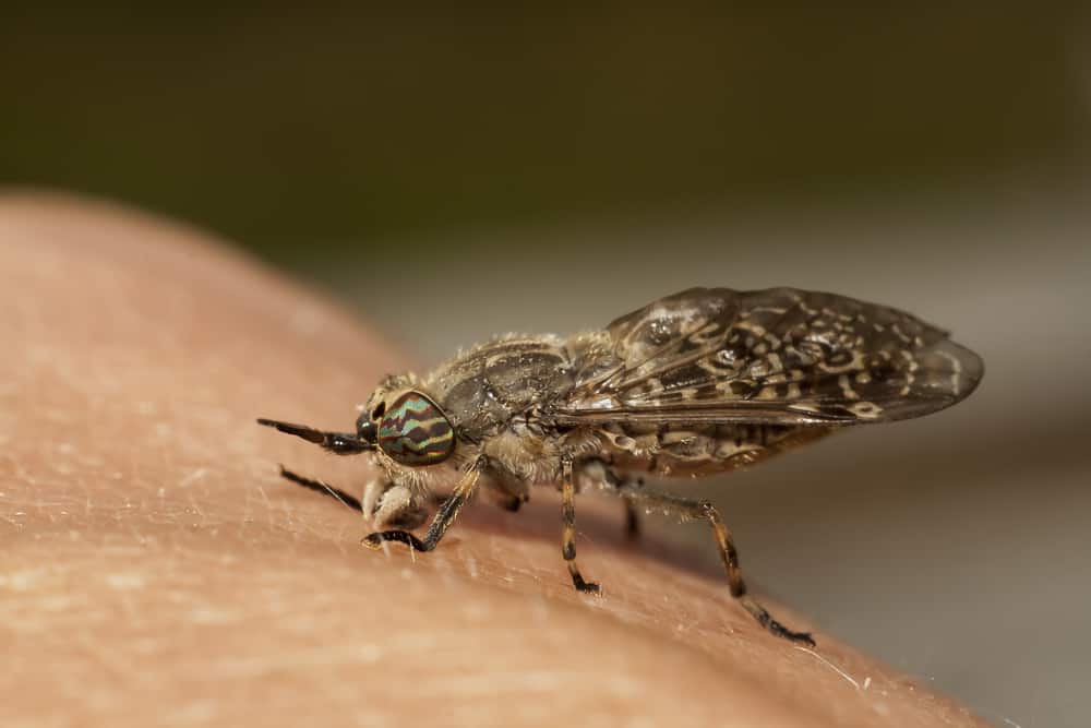 Symptoms of Horsefly Bites