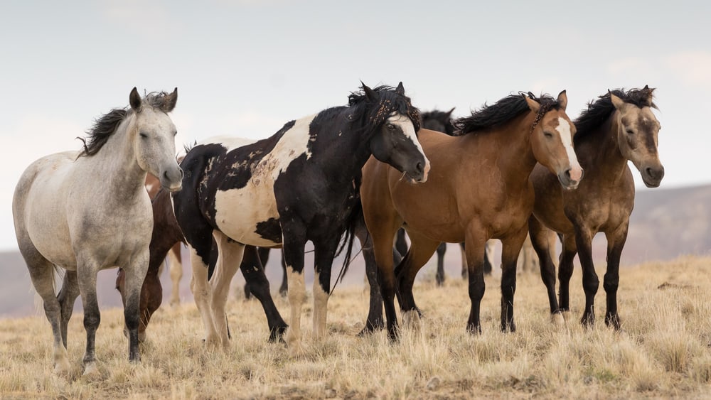 The Origin and History of Mustang Horses
