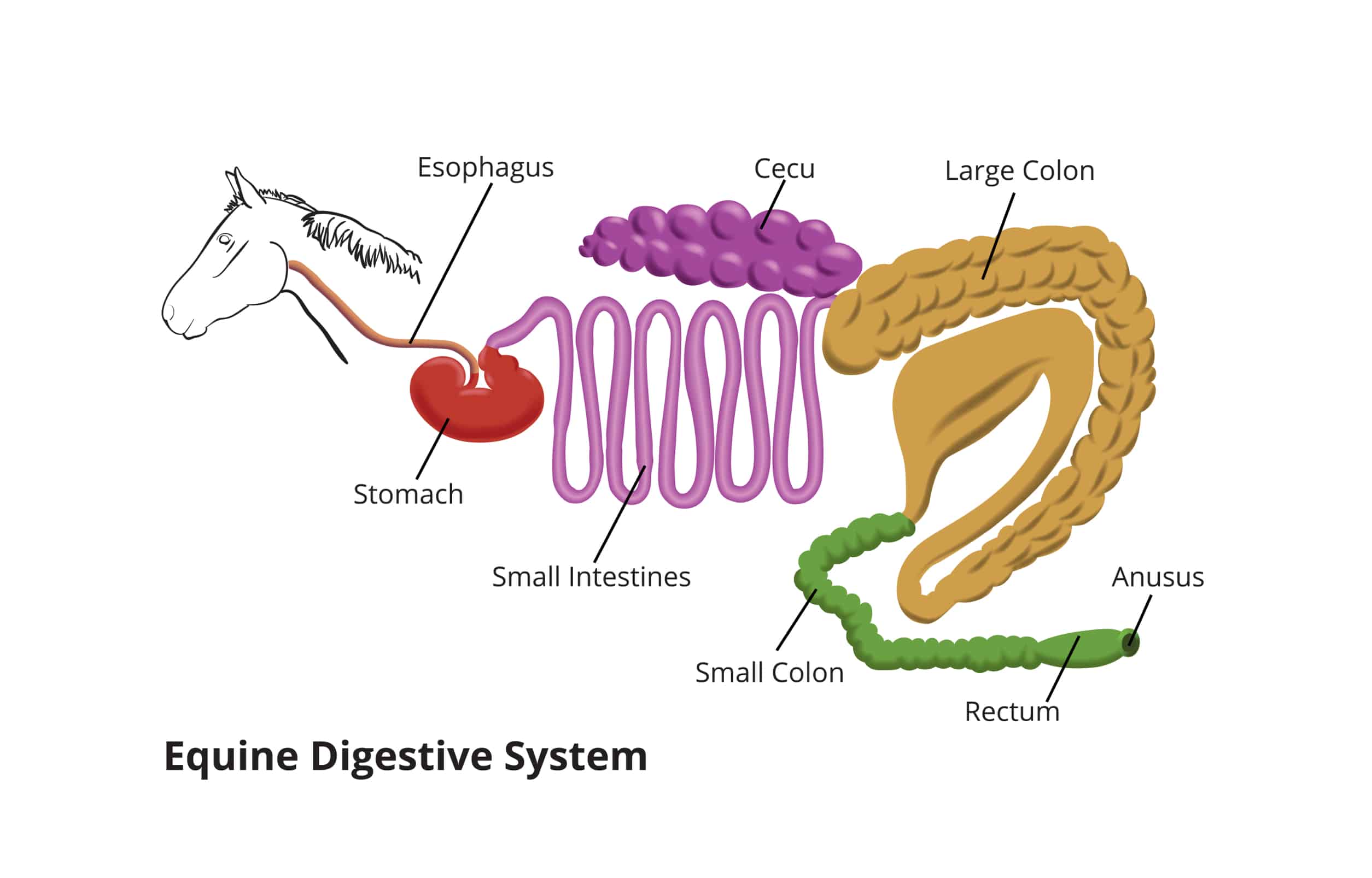 The equine digestive system