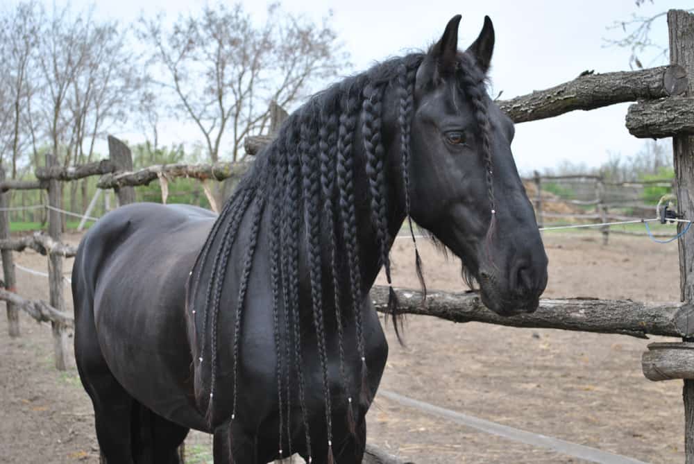 There are lots of different styles of braids