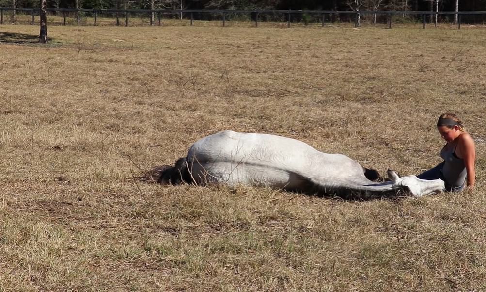 Tips How to Teach Your Horse to Lay Down Successfully