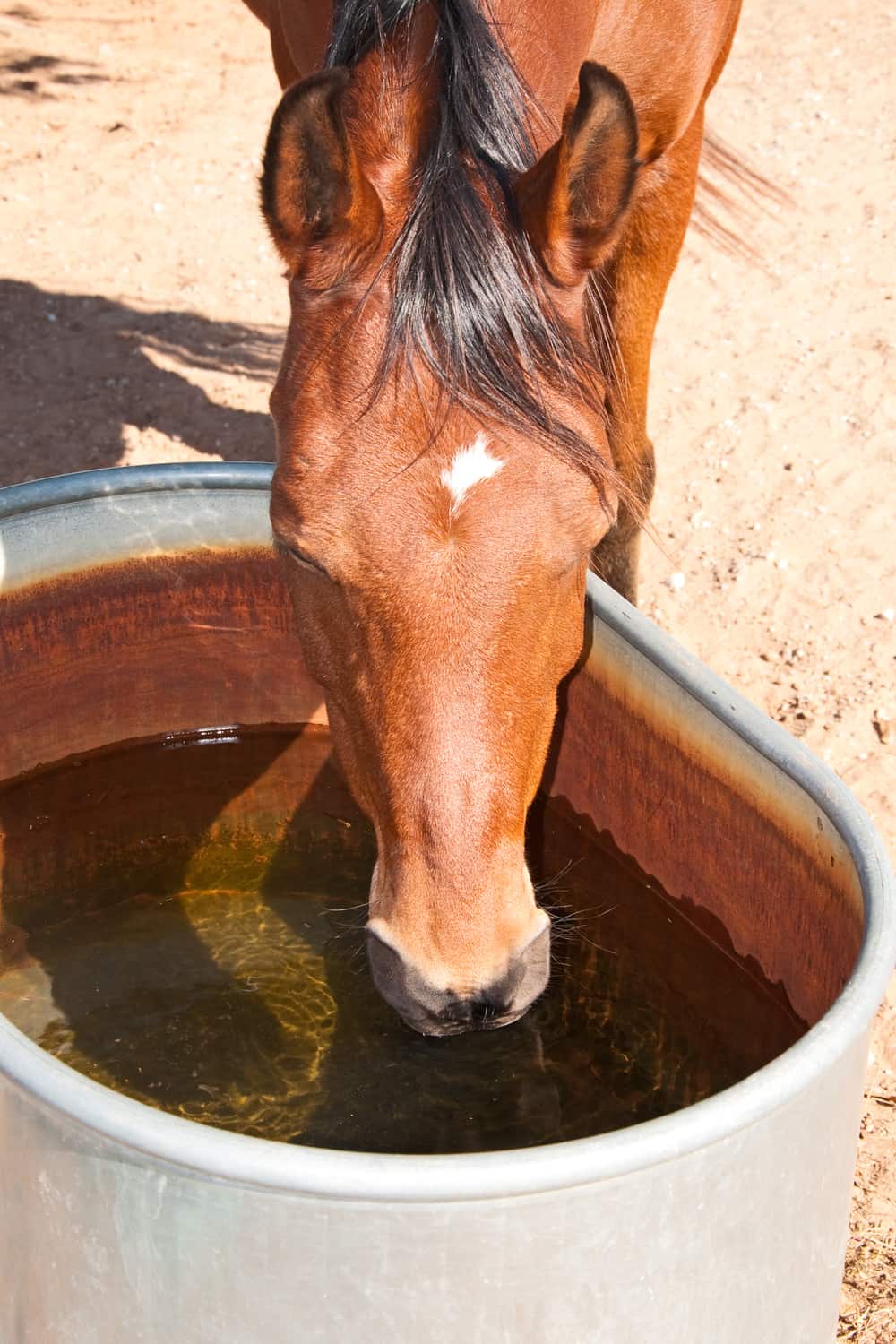 Tips To Ensure That Your Horse Is Drinking Enough Water