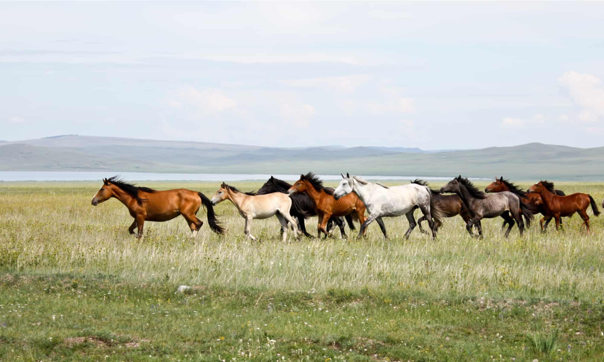 Top 10 Wild Horse Breeds In the World