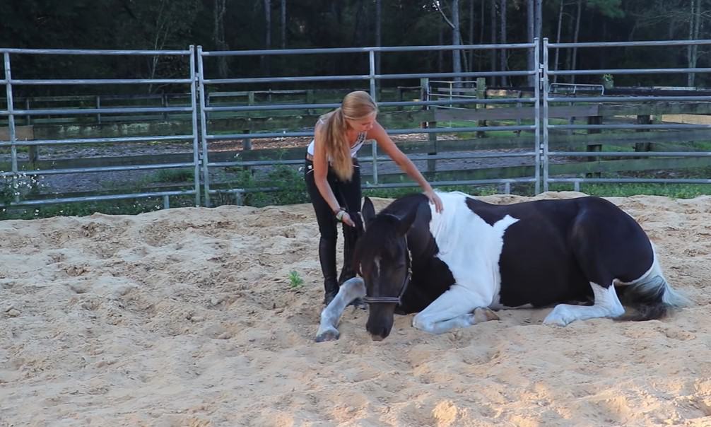 Training Your Horse to Lay Down On Cue, and the Benefits
