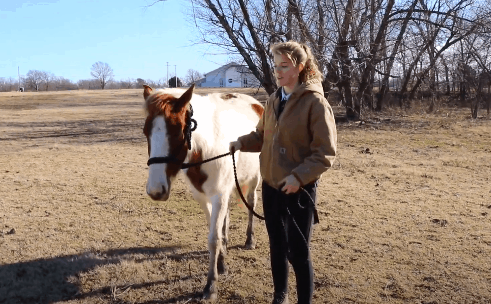 Use verbal cues to lead your horse