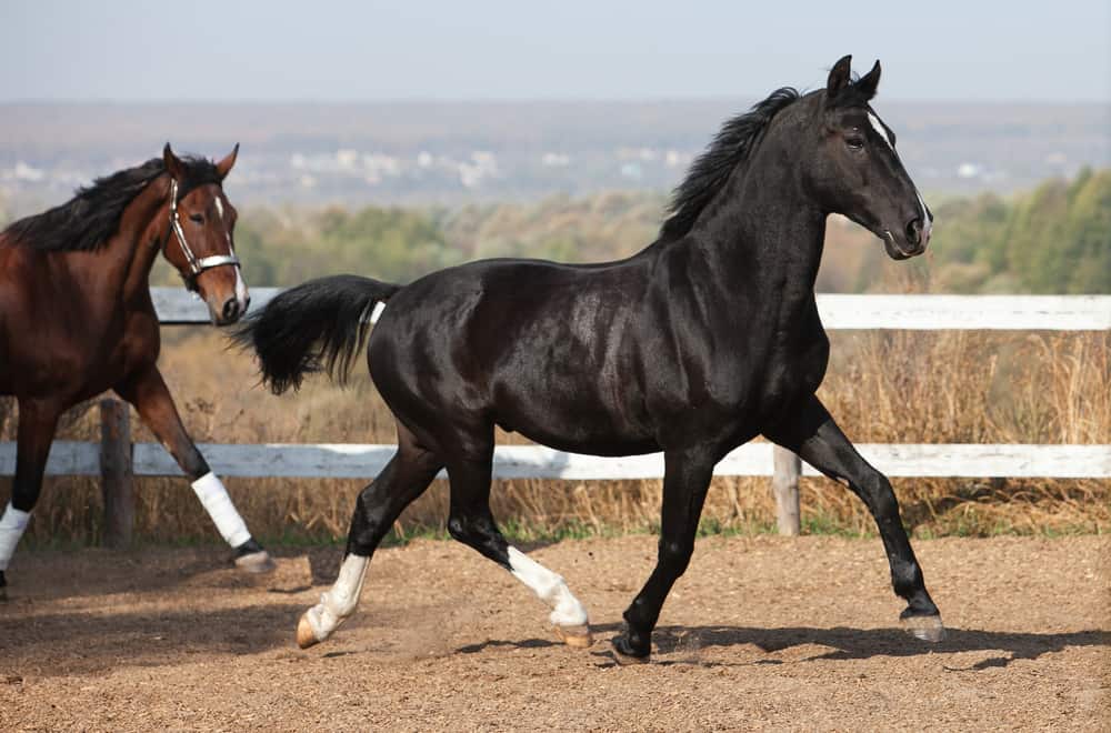 Ways to Recognize a Gaited Horse