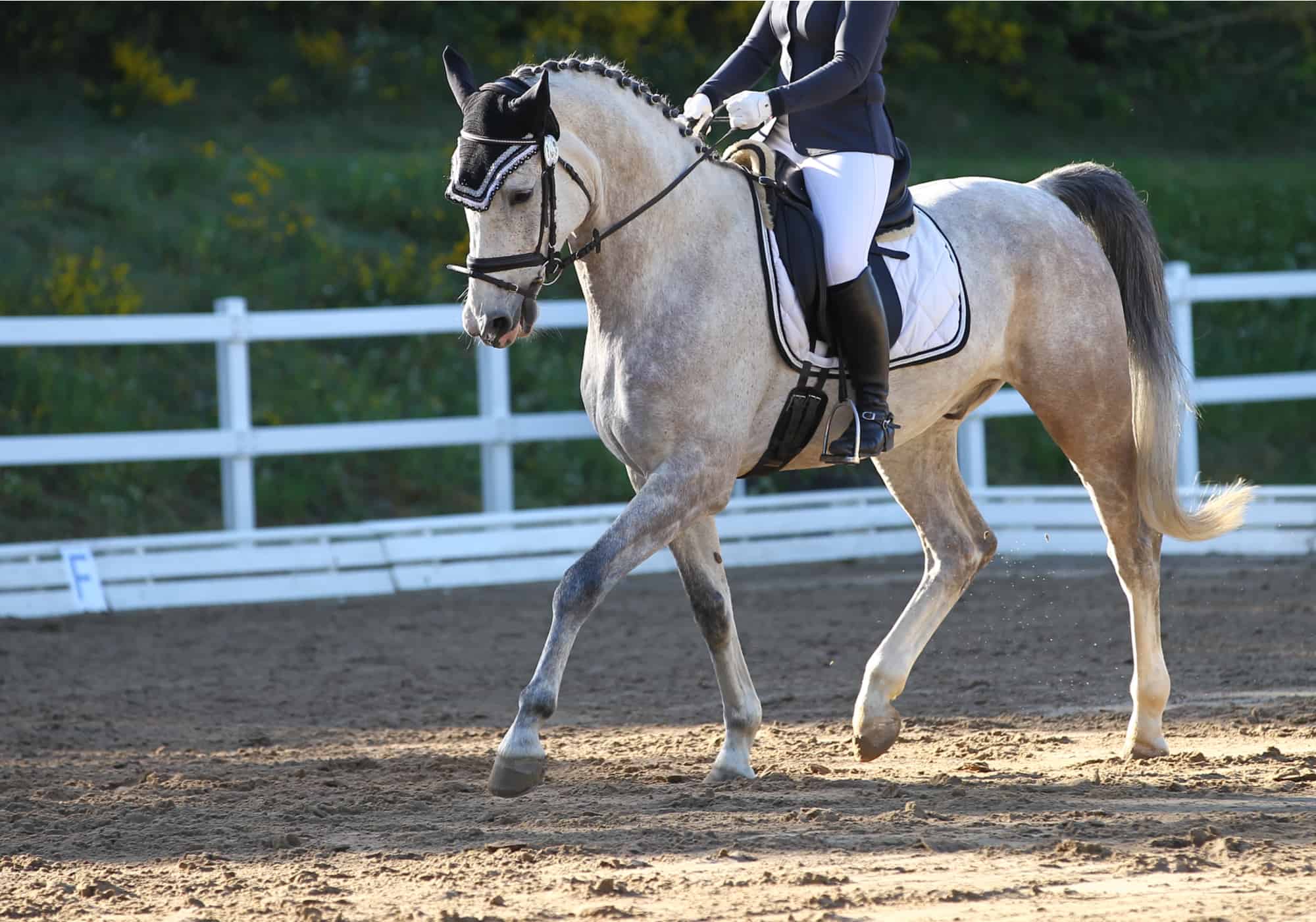 What Is a Gaited Horse