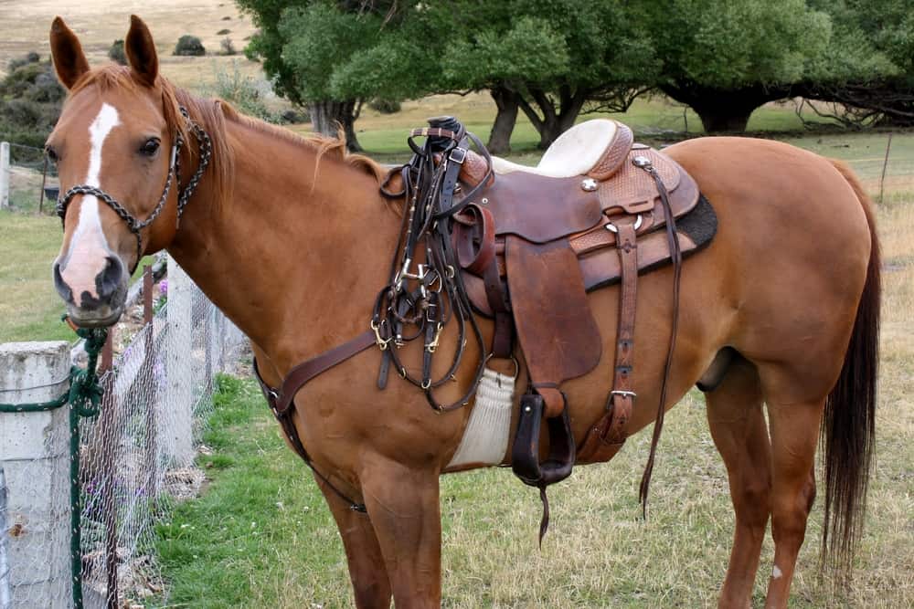 What are the Characteristics of a Racking Horse