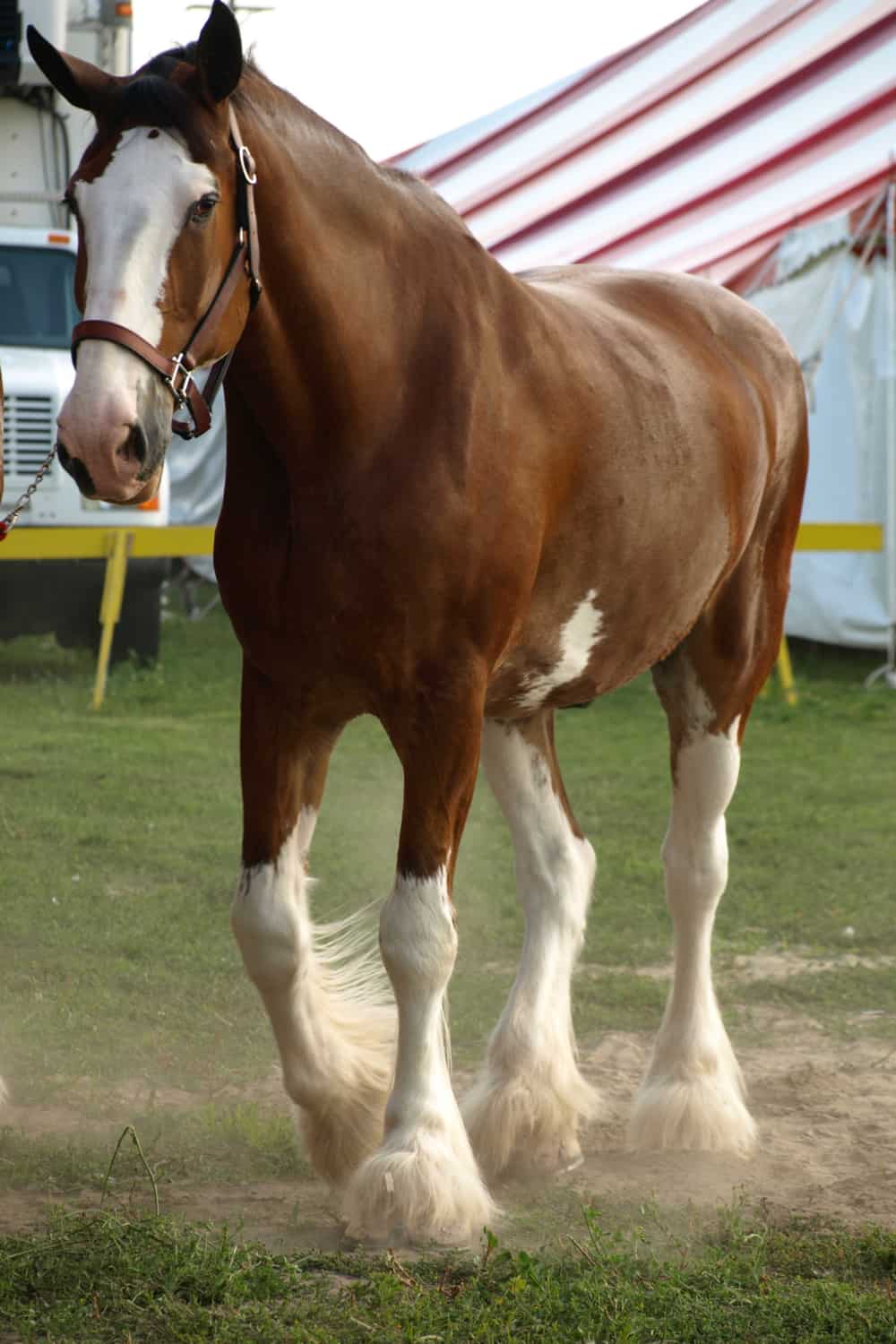 What is a Clydesdale Horse