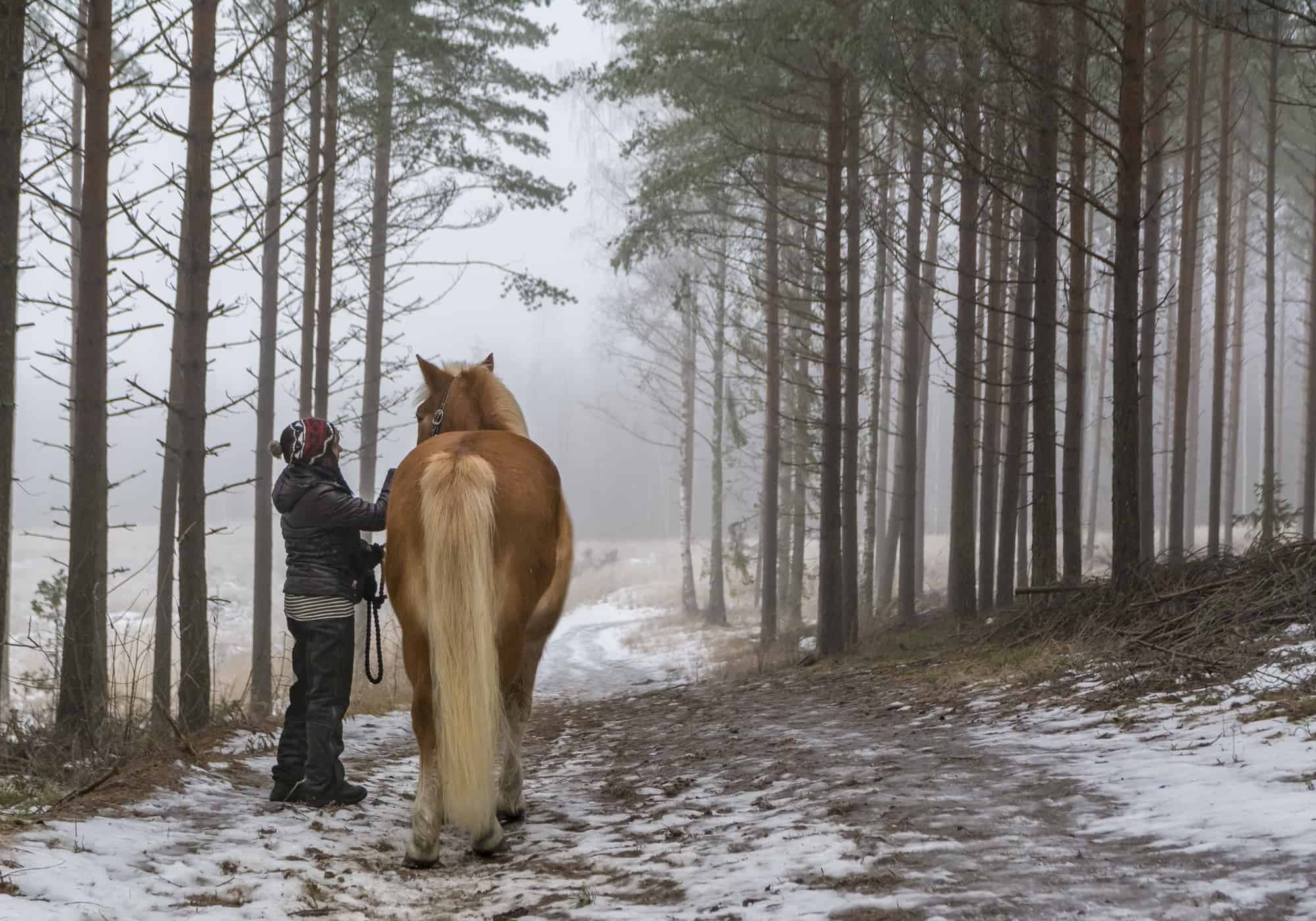 What’s the Normal Temperature of a Horse (7 Easy Steps to Take)