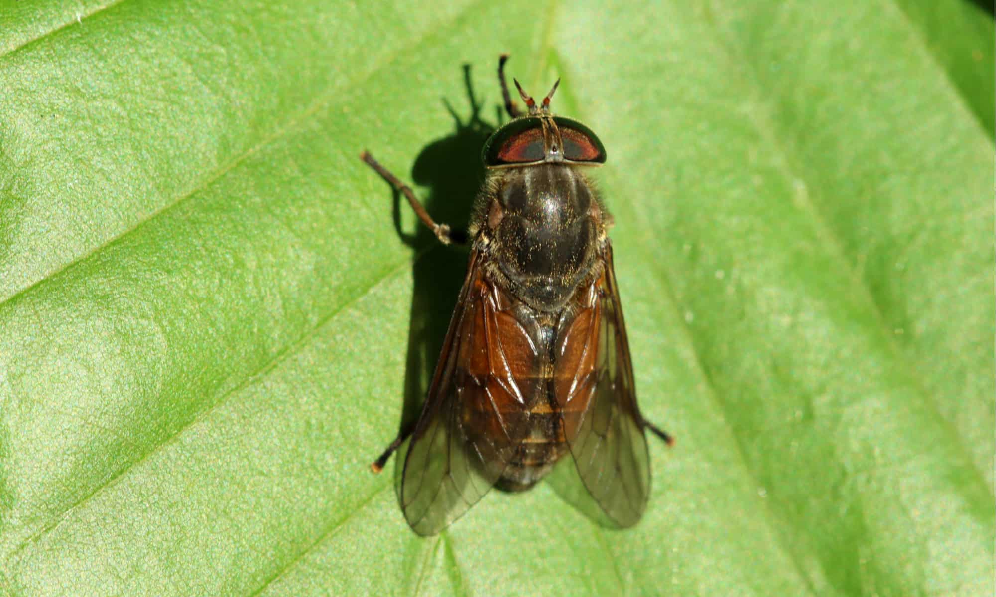 Why Do Horseflies Bite (Prevention Tips)