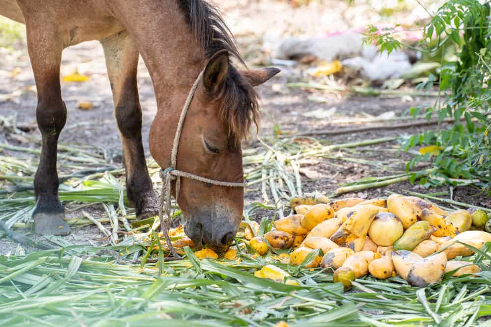 horse eat Fruit