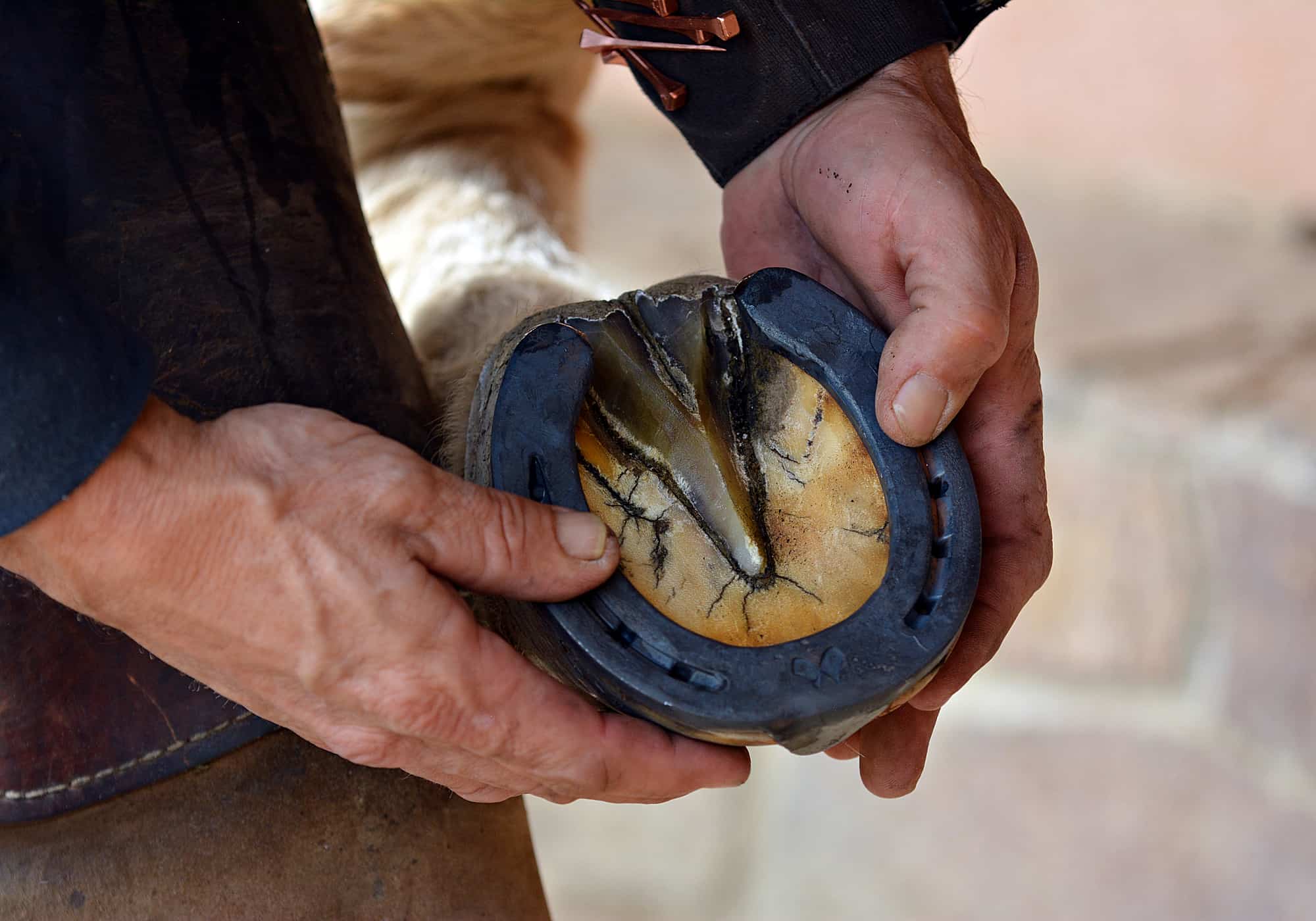 6 Reasons Why Horses Need Horseshoes