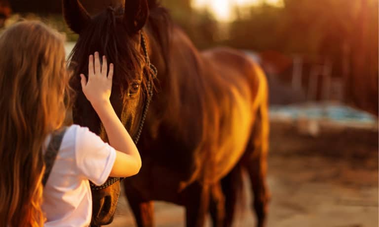 6 Signs That A Horse Trusts You (Tips to Get)
