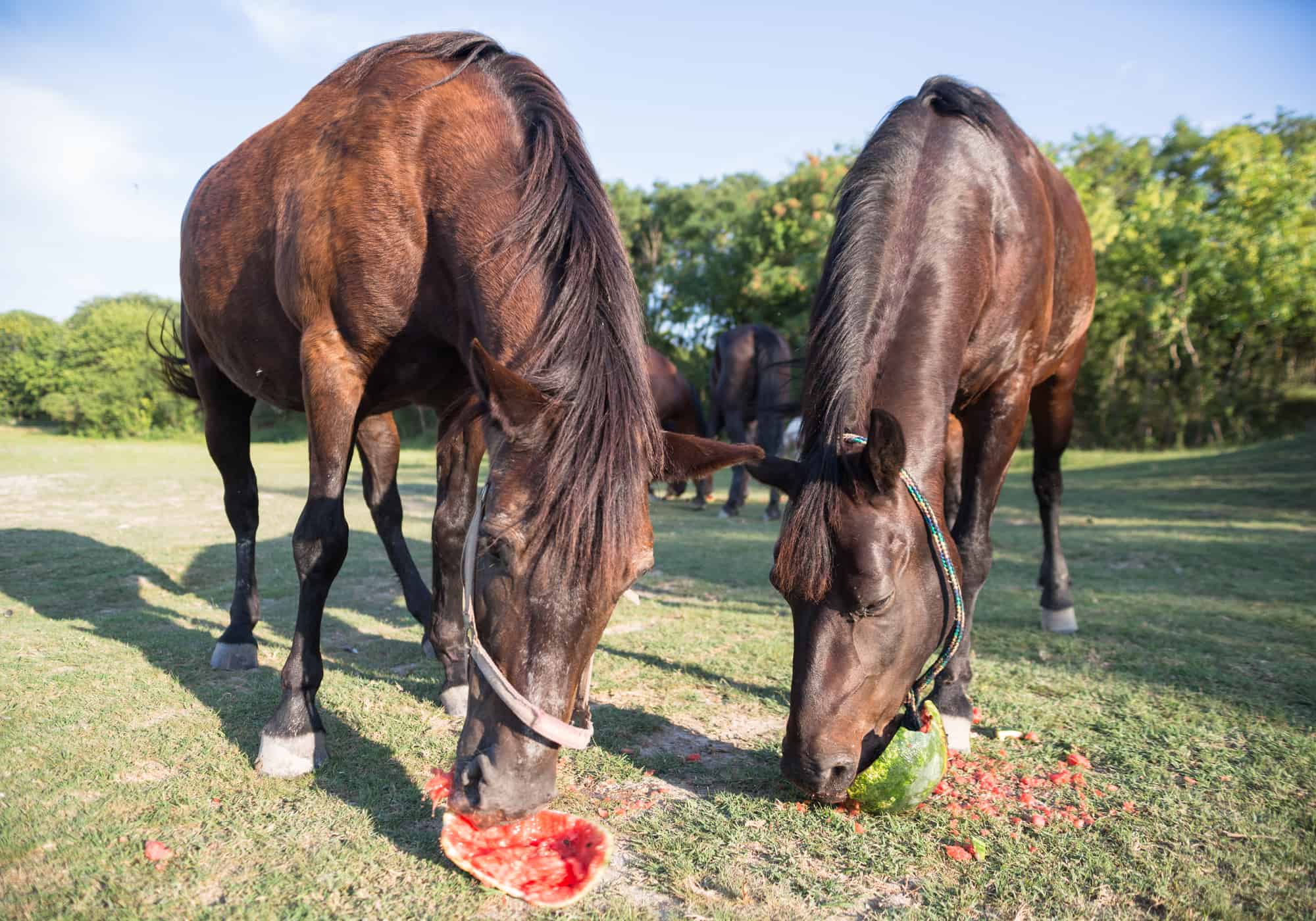 Can Horses Eat Watermelon (The Answer Is Not 100%)