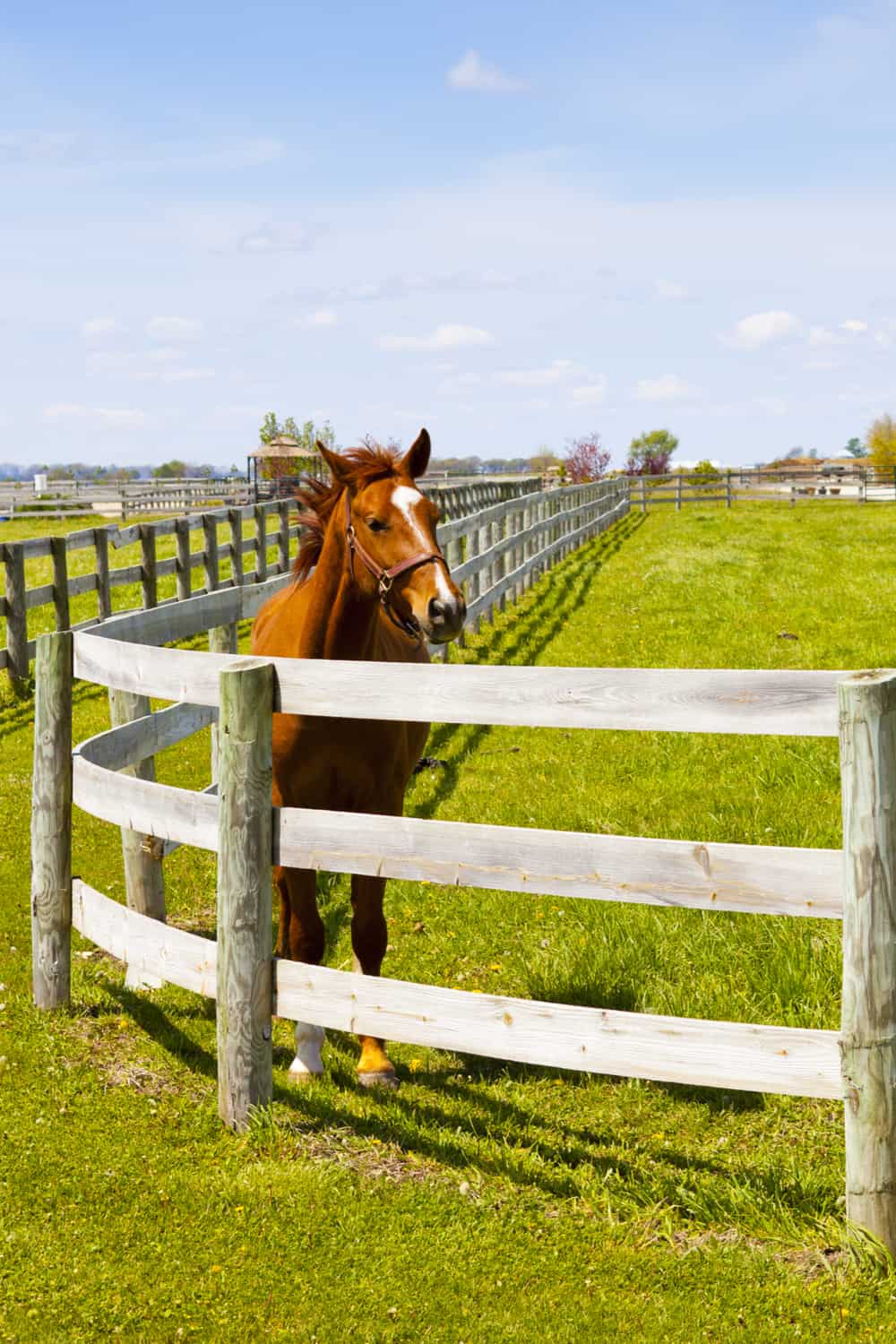 Cost Saving Tips For Leasing A Horse