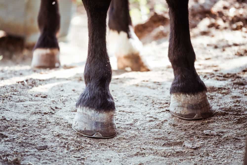 How Do Wild Horses Trim Their Hooves (Video Explained)