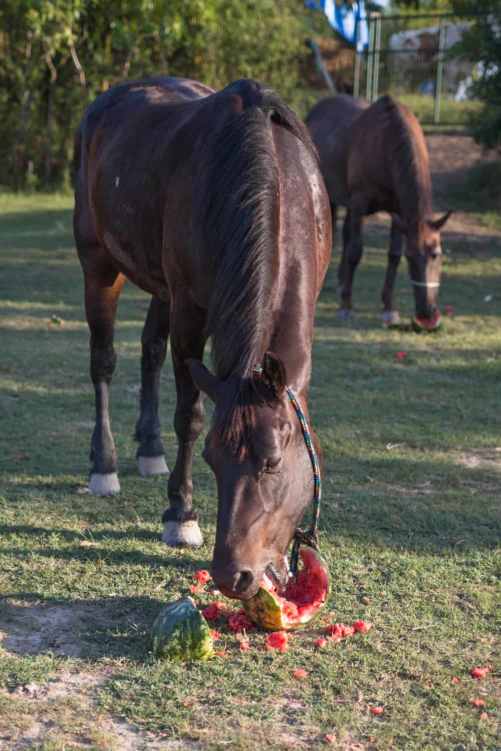 How Much Watermelon Should I Give My Horse