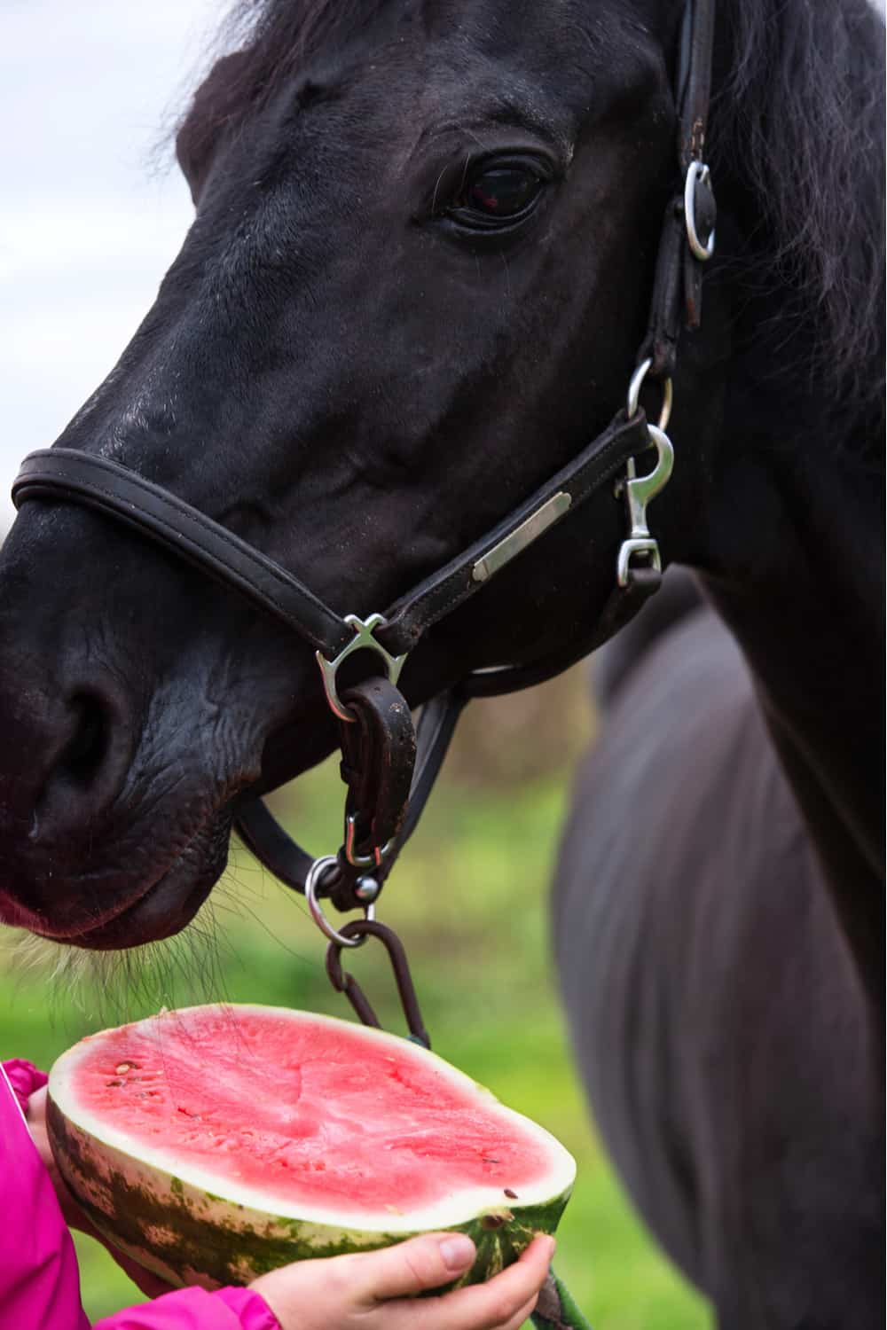 Is Watermelon Healthy For Horses