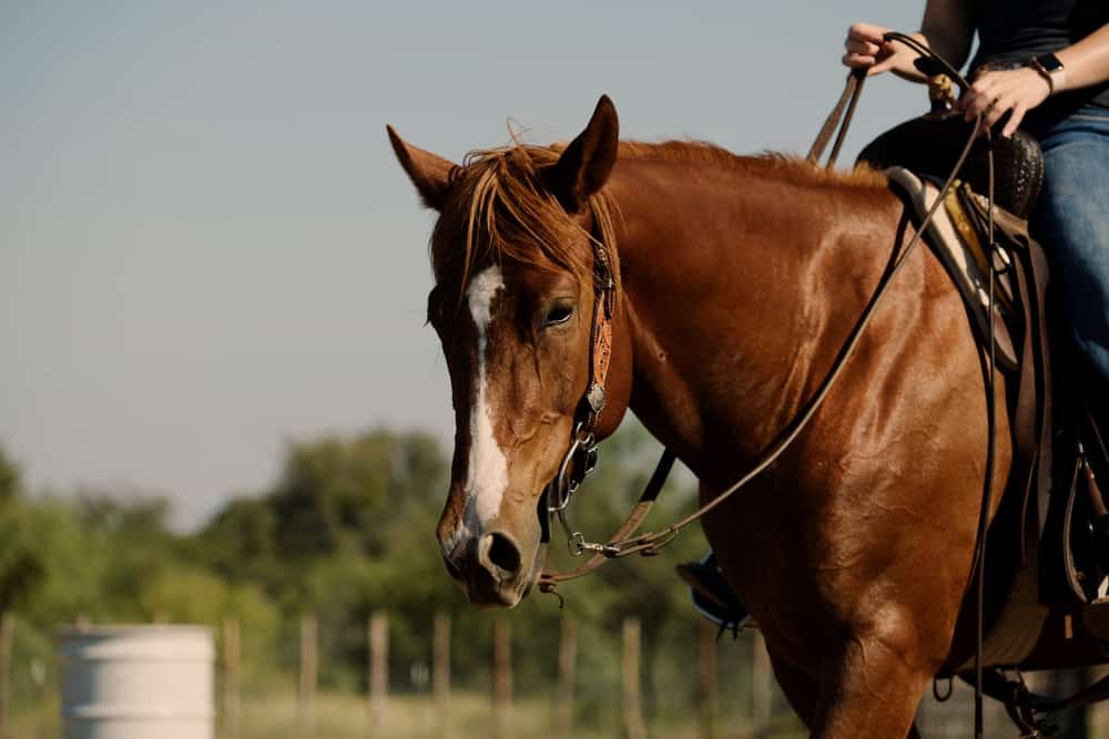 Things to Show that Your Horse is Happy when You Ride it