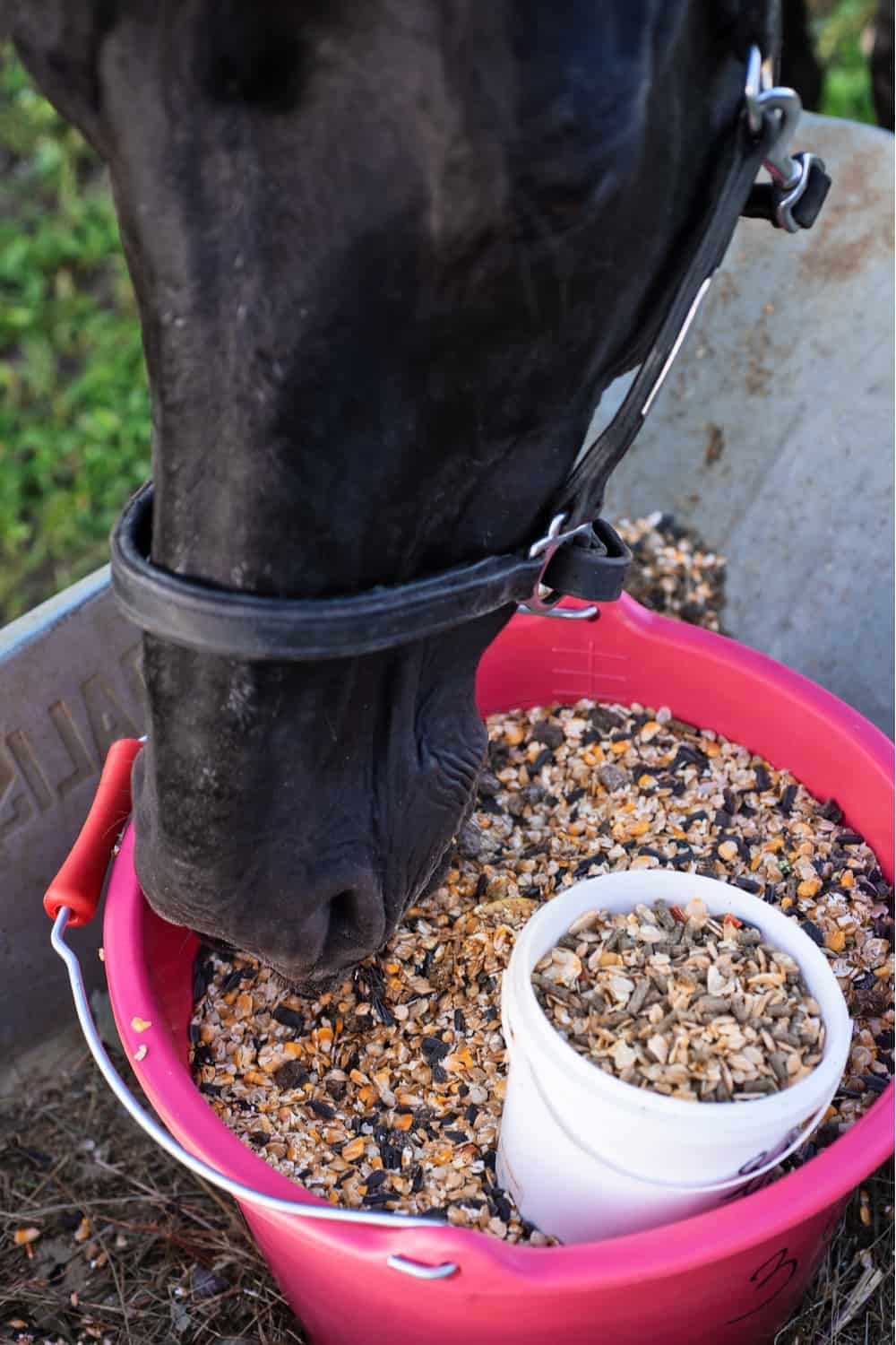 What are Sweet Foods for Horses