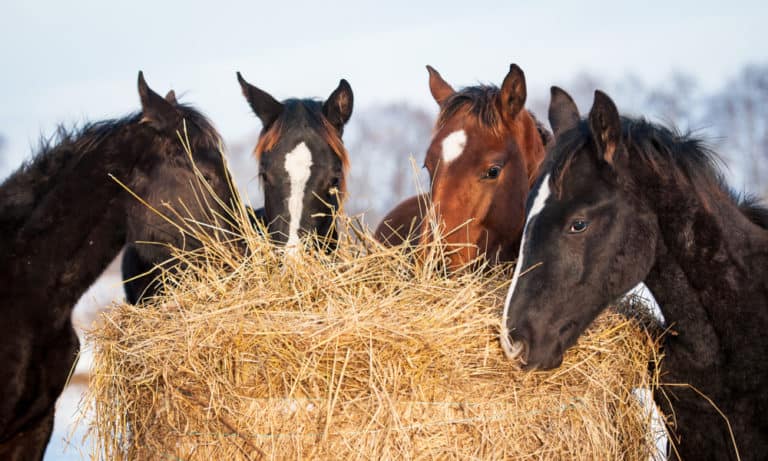 11 Best Hay Types for Horses