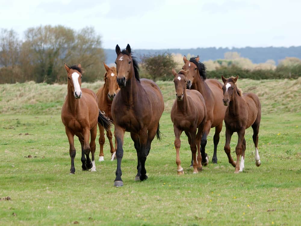 13 Cheapest Horse Breeds