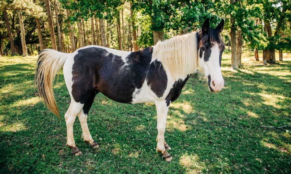 14 Black and White Horse Breeds (With Pictures)