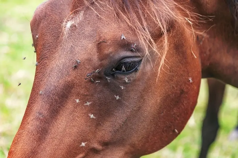 5 DIY Homemade Fly Sprays for Horses with Pictures – Pet Keen