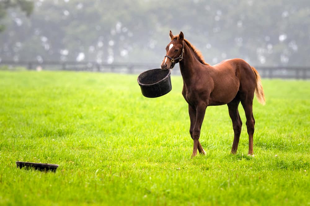 5 Reasons Why Horses Eat Meat