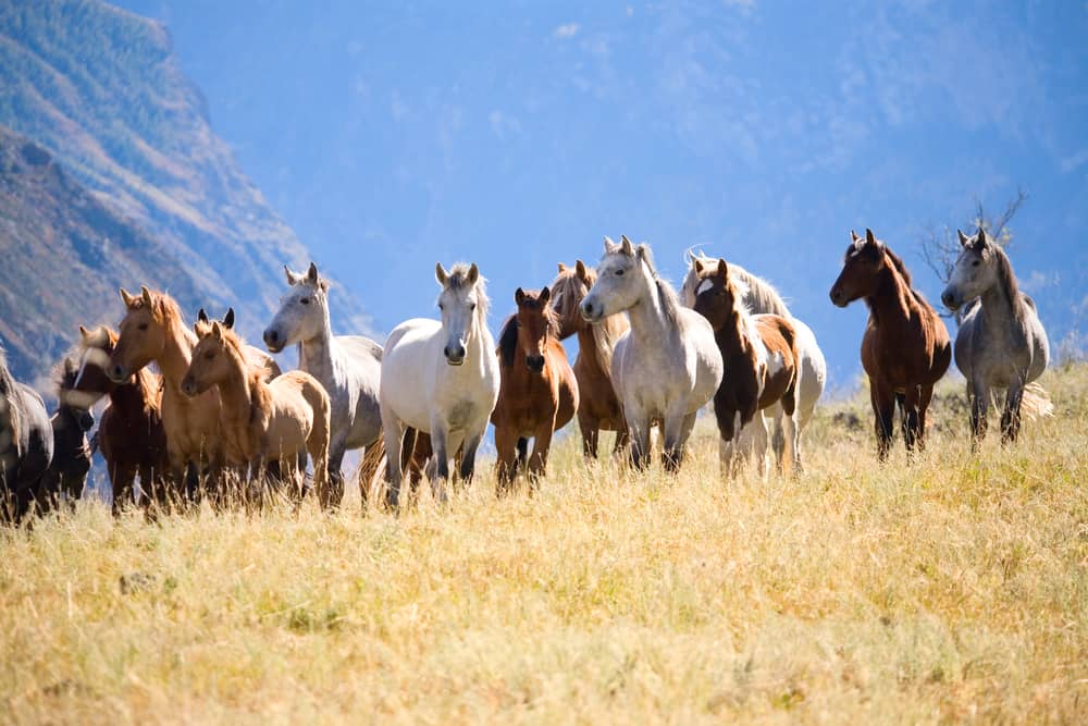 9 Types of Mustang Horses (+6 Types of Brumbies)