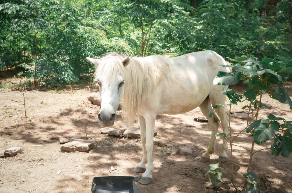 Camarillo White Horse