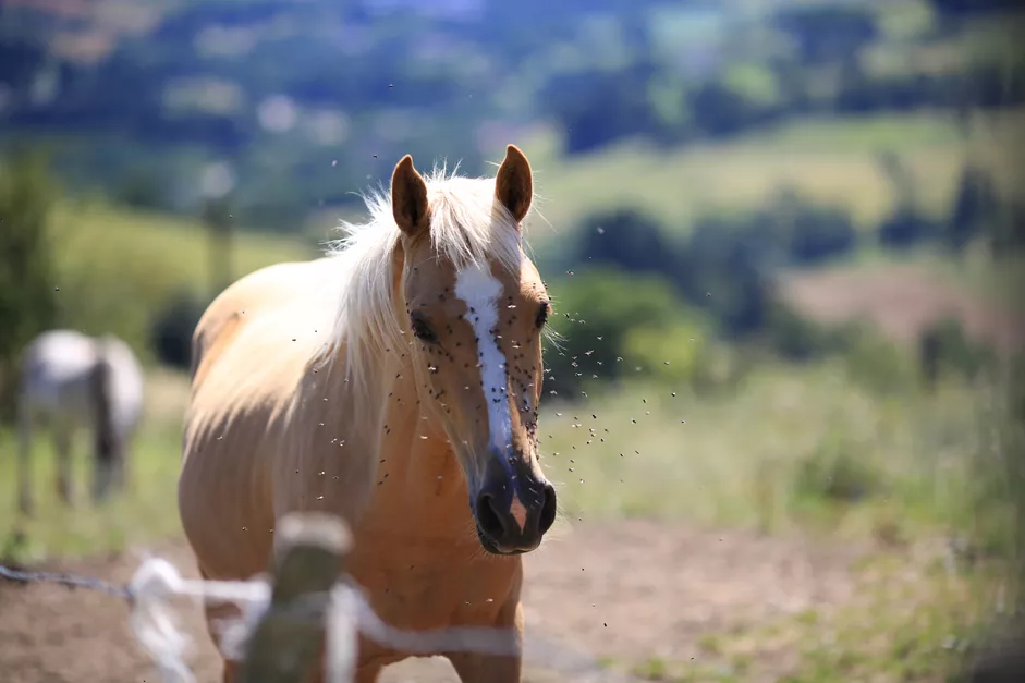 DIY Fly Spray Recipes for Horses
