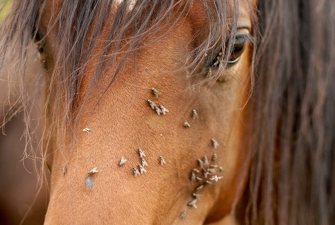 Do Homemade Equine Fly Sprays Really Work – Horse Health Matters