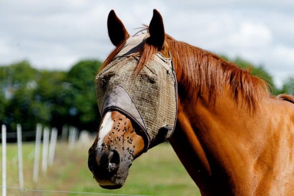 Homemade Fly Spray for Horses – Savvy Horsewoman