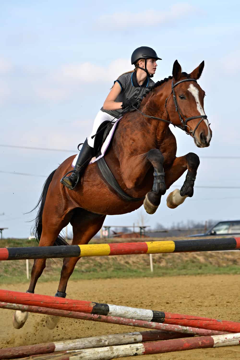 Horse Jumping Types