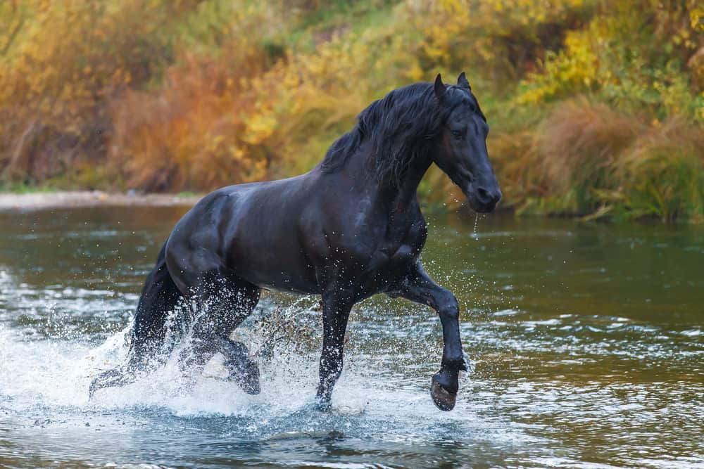 How Much Does a Friesian Horse Cost (Price Chart)