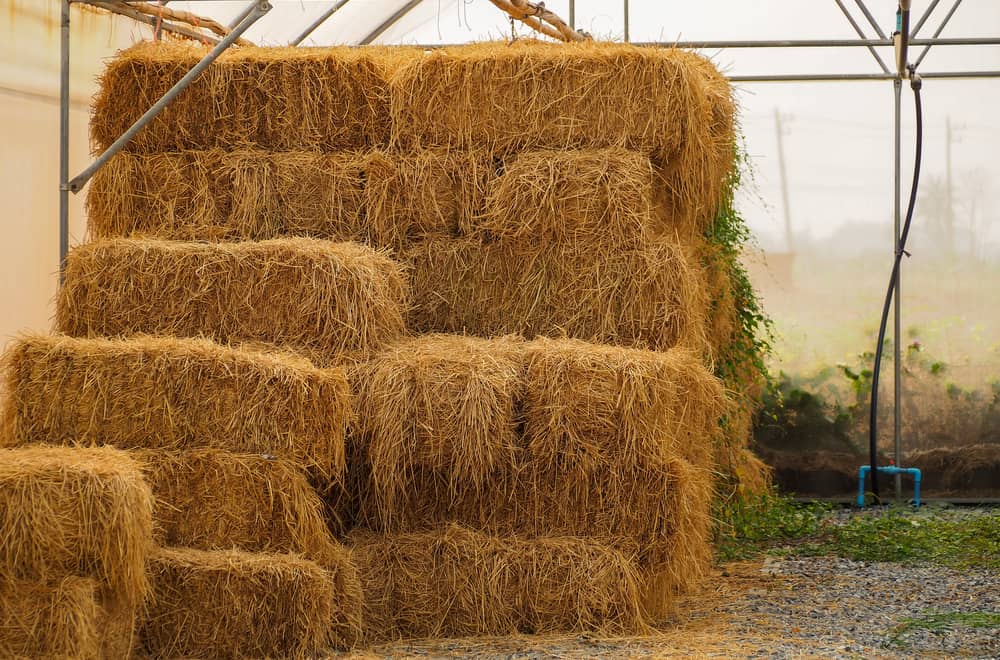 Key Differences in Hay Types