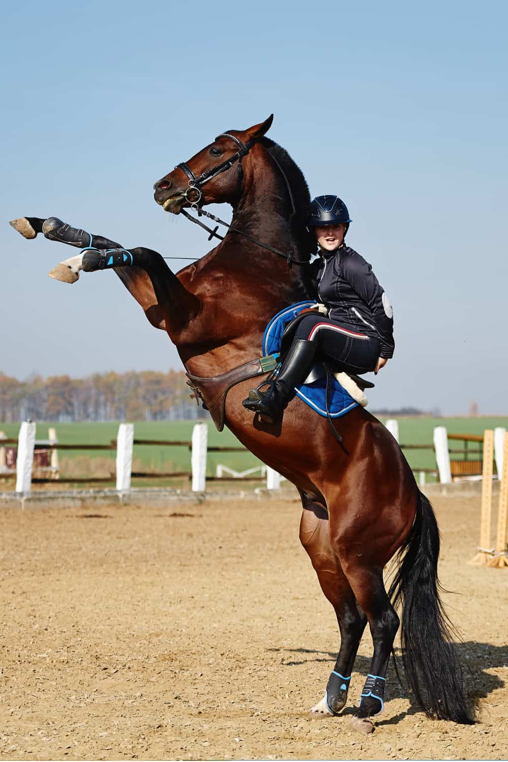 Qualities of a Jumping Horse