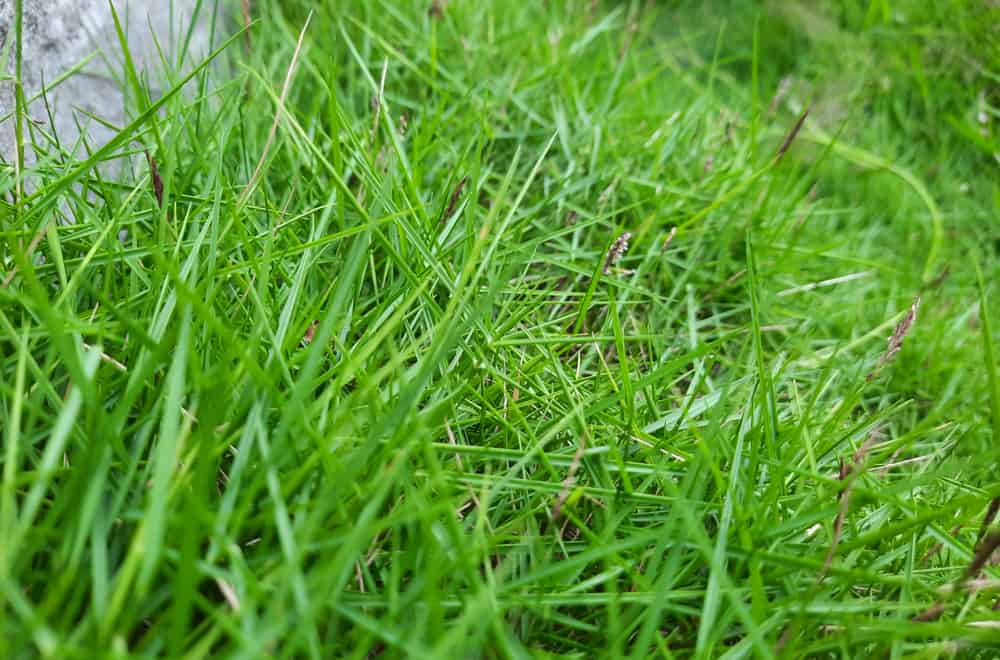 Redtop grass
