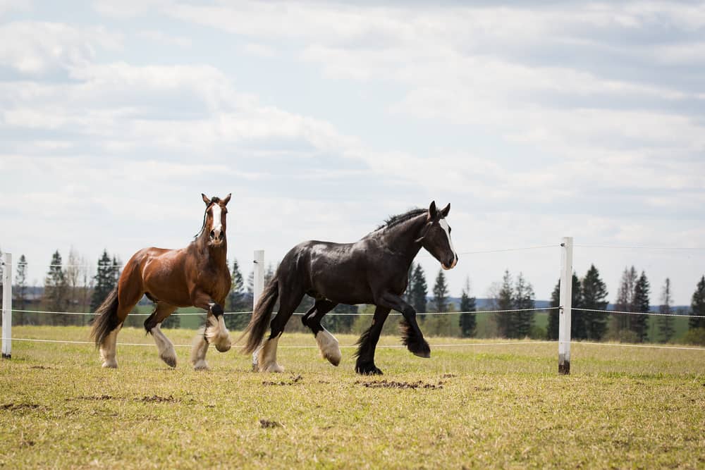 Shire vs. Clydesdale Horse Breeds What's the Difference