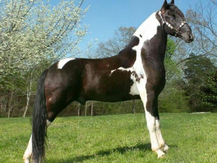 Spotted Saddle Horse