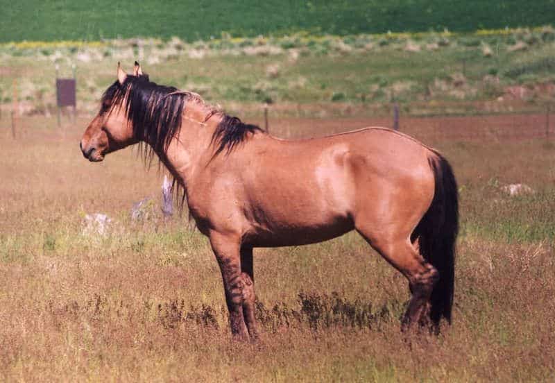 Sulphur Springs Mustang