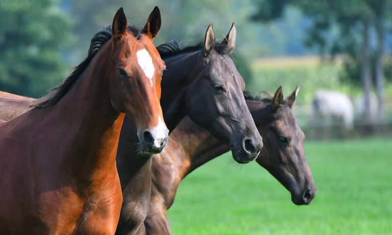 Top 11 Weird & Unique Horse Breeds In the World