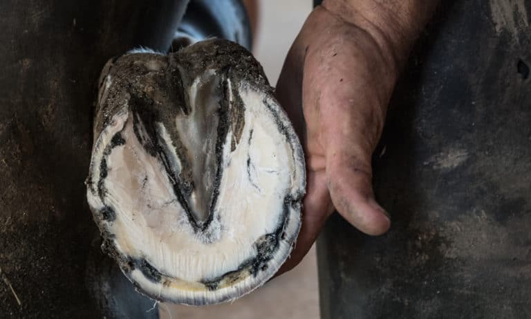 What Causes a Degloved Horse Hoof (Prevent Tips)