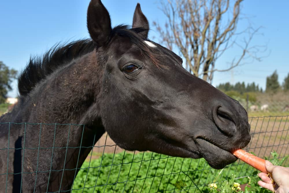 What Do Horses Like to Eat for Treats