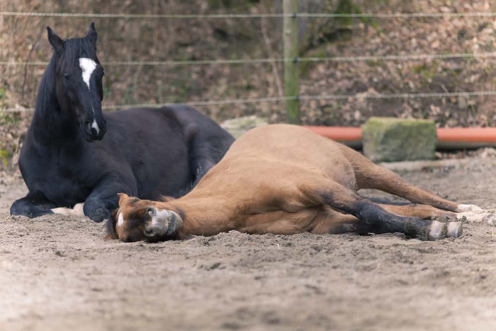 What Is A Comfortable Sleeping Environment For A Horse