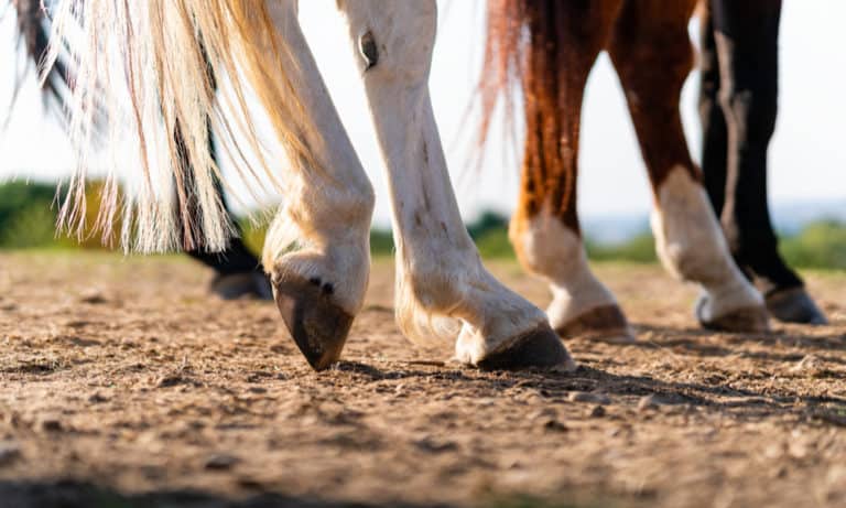 What is Horse Founder (Signs, Types, Causes & Treatment)