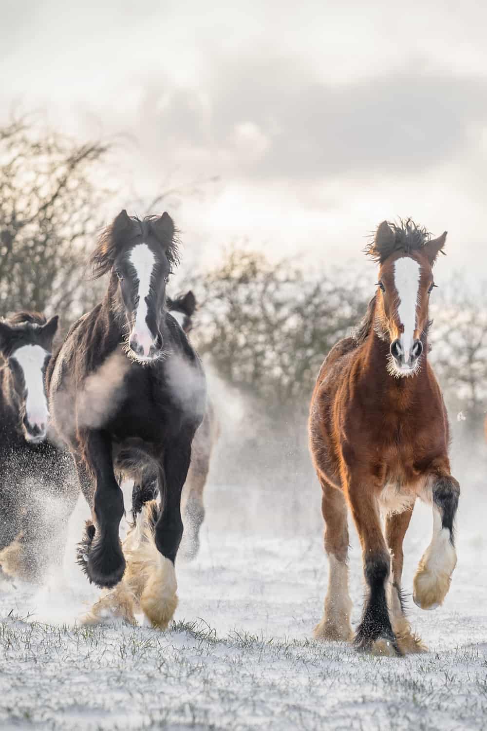 Which One Should You Choose Shire Vs Clydesdale Horse Breeds